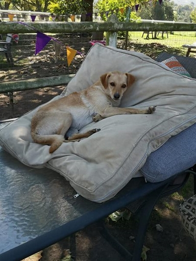 Pote in Nood ry vir Oudtshoorn Dogs in Need