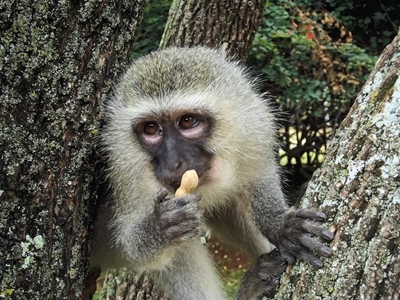 Too much monkey business