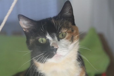 Spca pets available for adoption