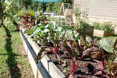 Ready, steady, start…planting spring veggies