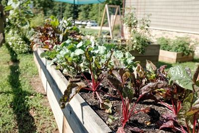 Ready, steady, start…planting spring veggies