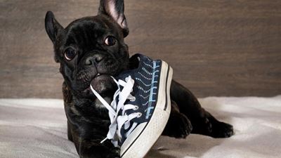 Understanding your dog