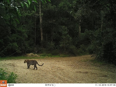 Very close encounters of a spotted kind