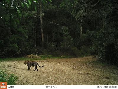 Very close encounters of a spotted kind