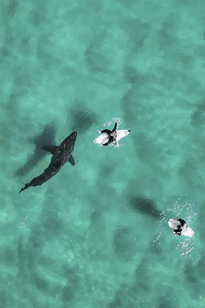 All shark and no bite