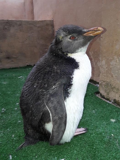 Mystery visitor rocks up in Plett