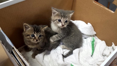 Help prevent unwanted kittens