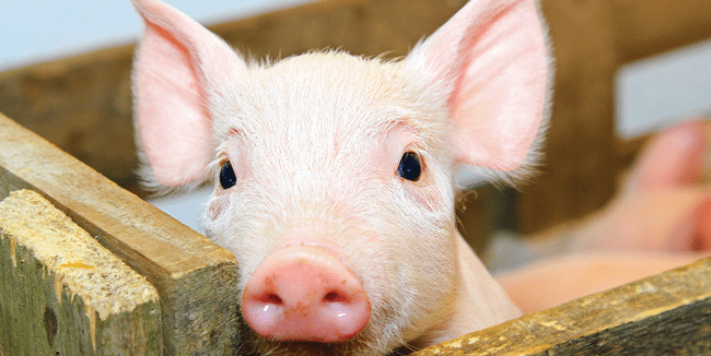 Pork prices set to soar as African swine fever devastates pig