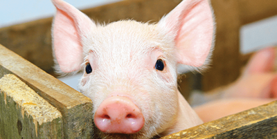 Despite culls, import bans, swine fever to hit pork market for years