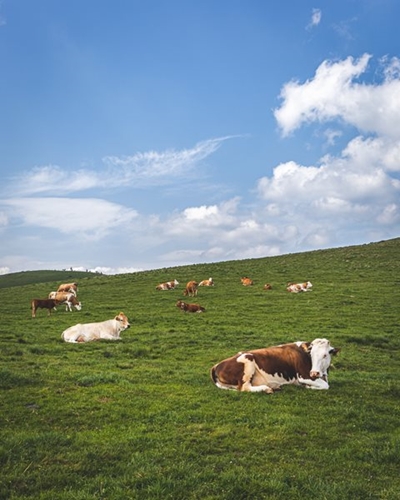 Vaccination campaign to control Foot-and-Mouth Disease in KZN
