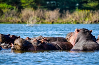 Hippo attacks woman in Kruger National Park