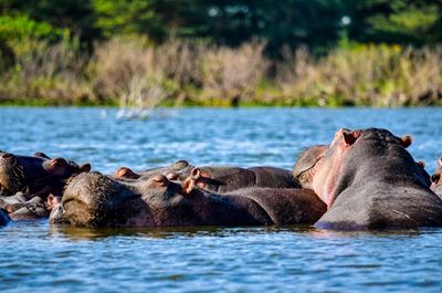 Hippo attacks woman in Kruger National Park