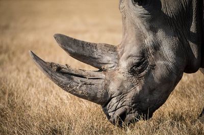 Rhino poacher sentenced 