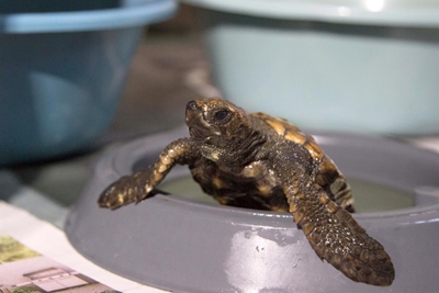 Turtle stranding season here – look out for little critters