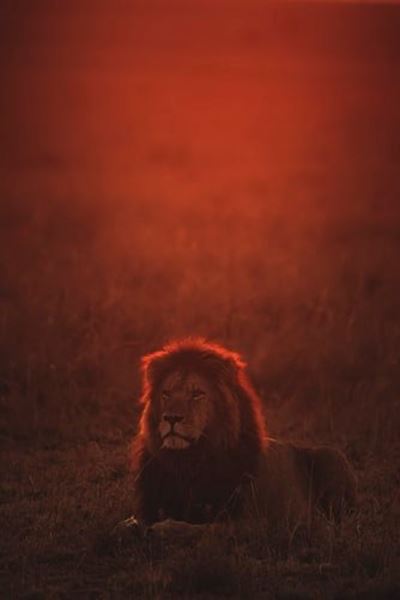 All lions that escaped from Limpopo’s Alldays lodge captured