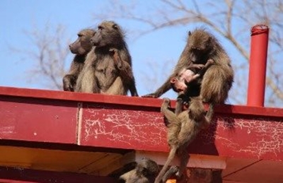Bitou residents requested to participate in baboon survey