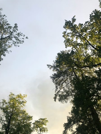 Vegetation fires in Kingswood