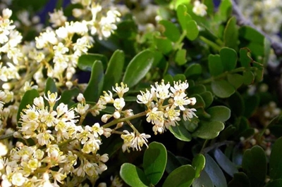 4 tree species added to the list of protected trees in SA
