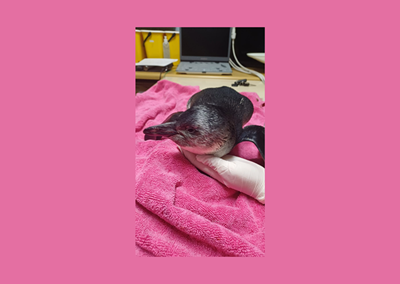 Juvenile penguin rescued from The Point