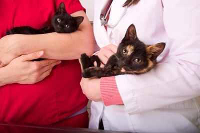 6 common health risks in cats that are surprisingly easy to miss