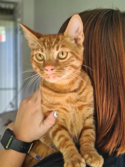 Adopt your pet at the SPCA