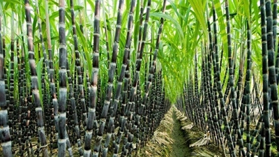 Mboweni must stop sugar tax to save jobs