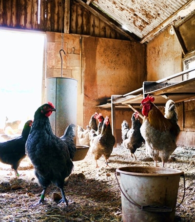 Local poultry production shows moderate growth