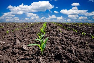 Breakthrough in plant engineering could boost productivity, feed millions more