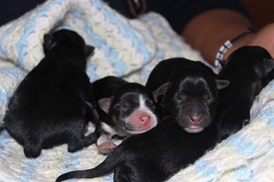SPCA launches sterilisation drive