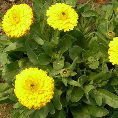 Immune boosting herbs and veggies