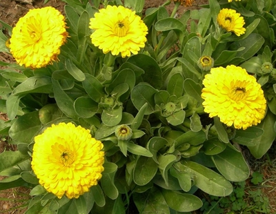 Immune boosting herbs and veggies