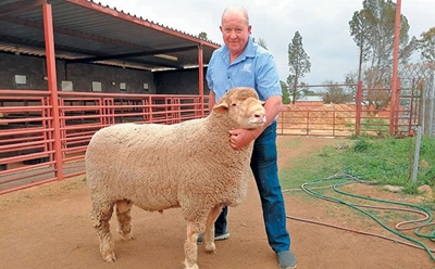 Breeding record-breaking Mutton Merinos