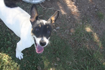 Pups galore at the SPCA