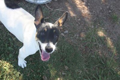 Pups galore at the SPCA