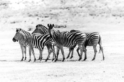 Plett game culling plans causes a stir 