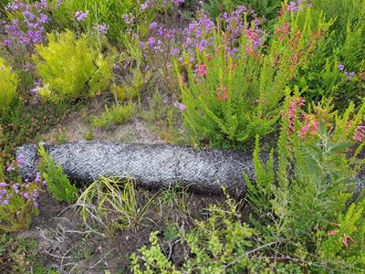 Fynbos fights back