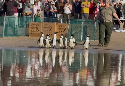 Freedom Day comes early for Plett penguins!