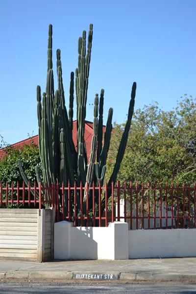 Voorkom dat dié plante versprei