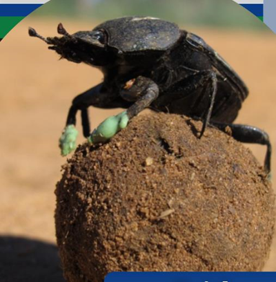 Dung beetles acting as canaries
