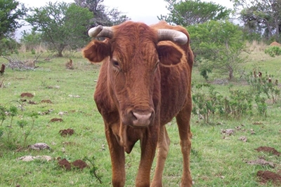 Farmers warned about Rift Valley fever