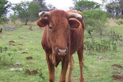 Farmers warned about Rift Valley fever