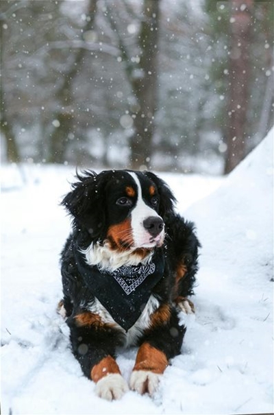 Winter survival tips for your pets