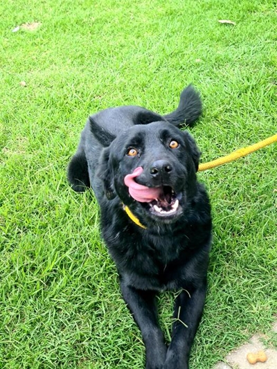 Dog shot in the head with pellet gun, SPCA on the case