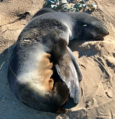 Seal rescued at Tergniet