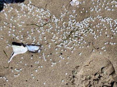 Dismay at nurdles washed up on beach