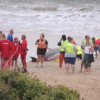 Walvisse spoel op Diasstrand uit