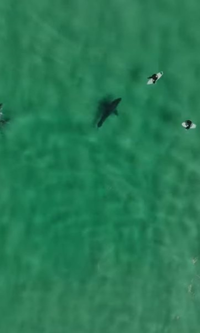 Plett surfers enjoy Great white shark swim-by
