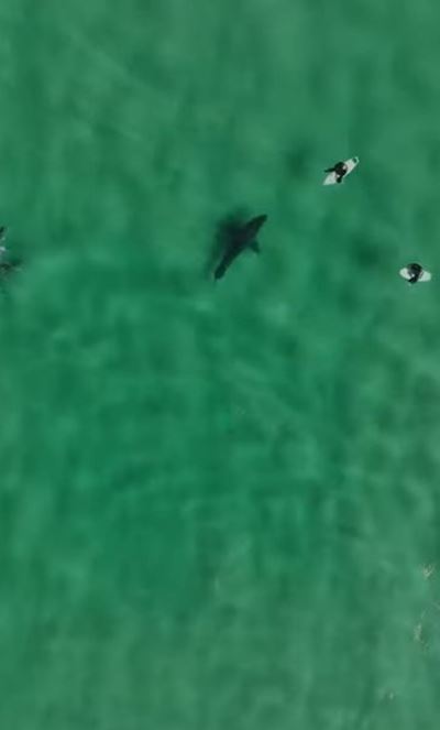 Plett surfers enjoy Great white shark swim-by