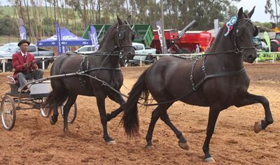 Heidelberg-skouterrein bruis van lewe en landbougees