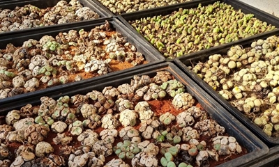CapeNature aims to stop rising wildlife crime numbers in the Western Cape